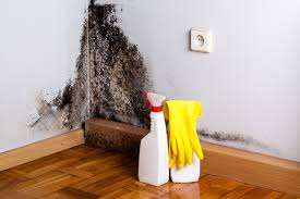 Why You Should Choose Our Mold Remediation Services in Fairmount, CO